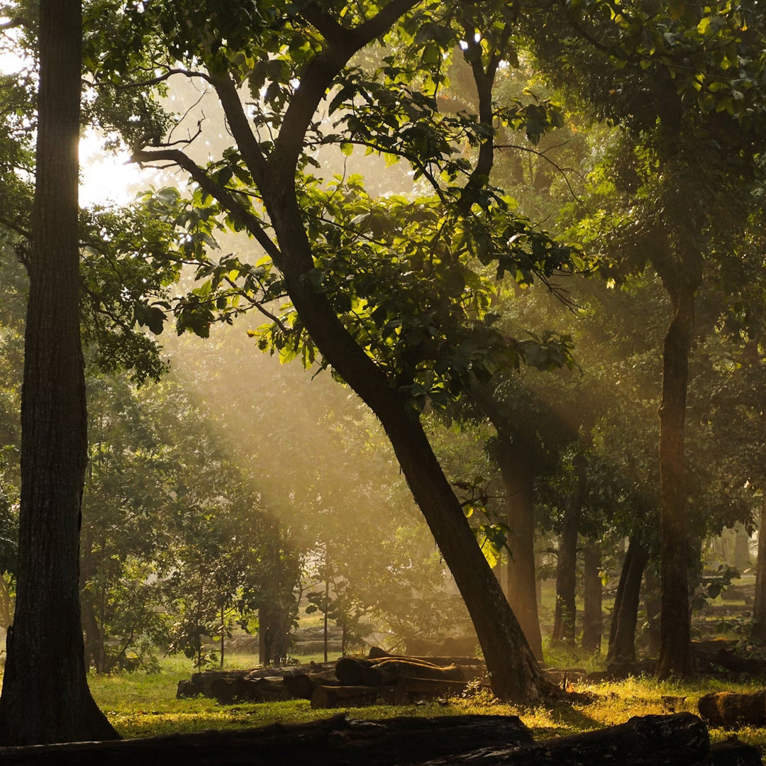 Golden sunlight in a forest of trees