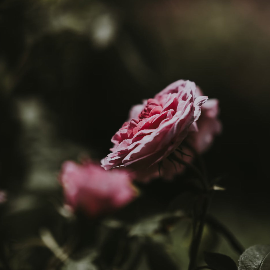 Pink rose flower against a dark background