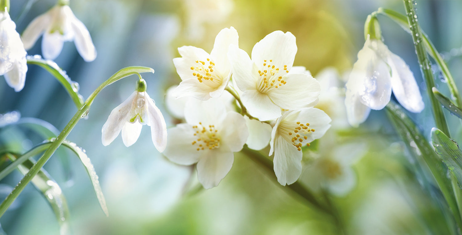 Snowdrop & Jasmine fragrance image