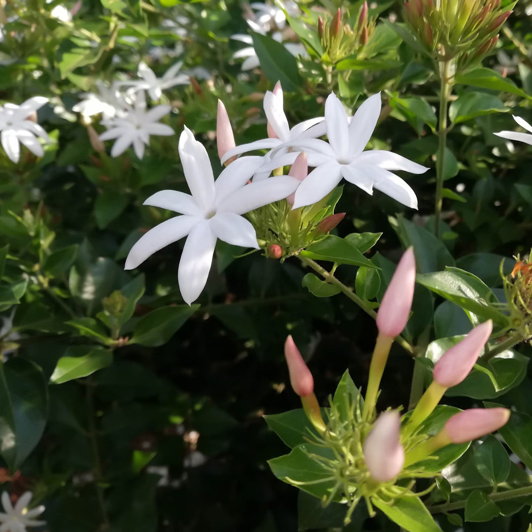 Jasmine flowers in a sunny bush