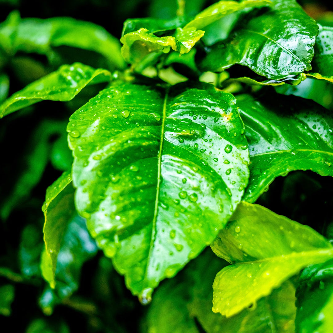 Rain-dappled green leaves