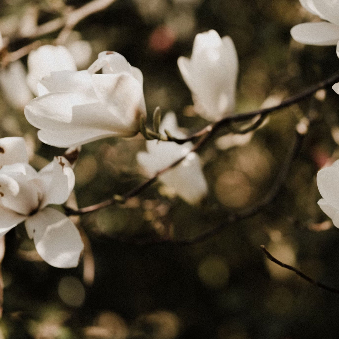 Magnolia flowers growing on a tree