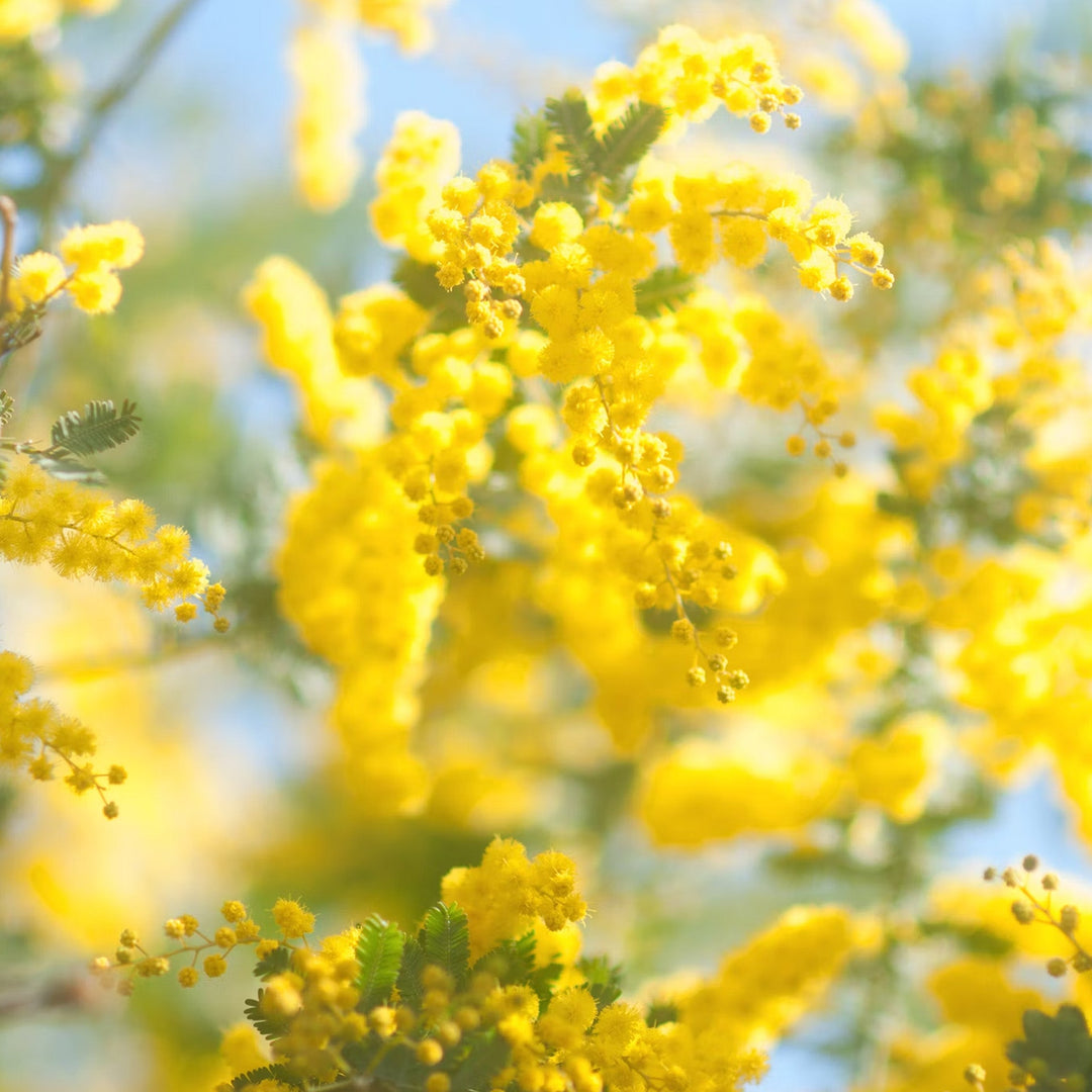 Close up of golden mimosa flowers