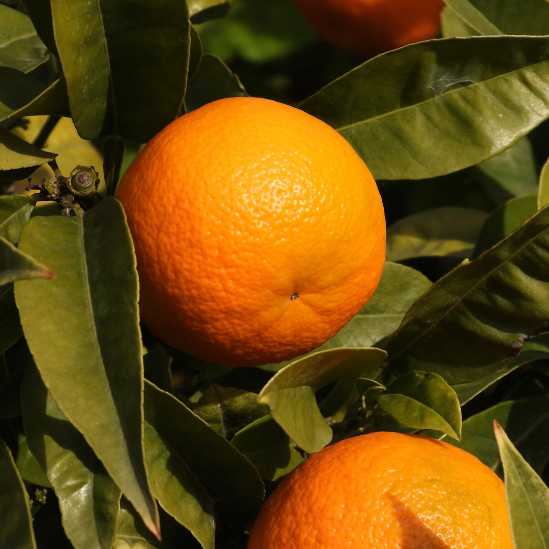 Close up of oranges growing on a tree