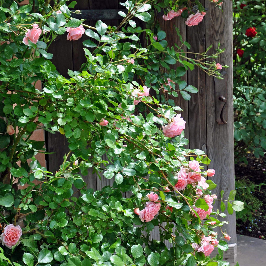 Pink rose bush in a garden