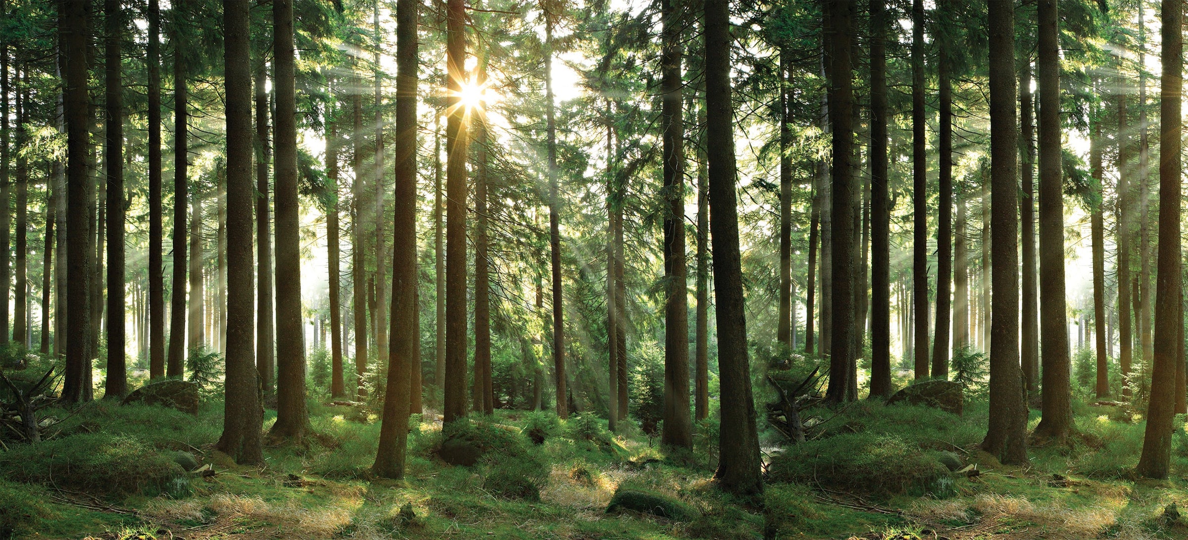 White Cedar & Bergamot fragrance image