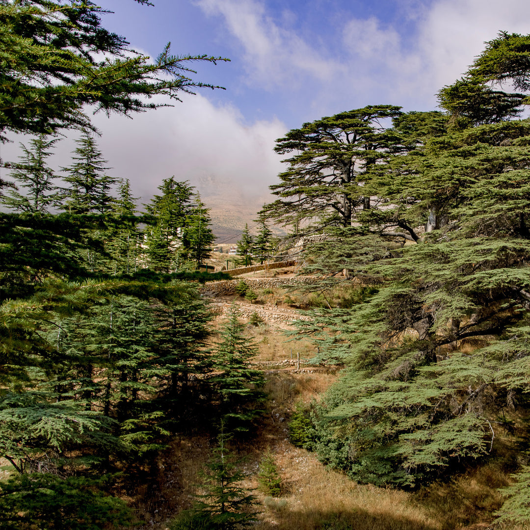 Cedar forest in Lebanon