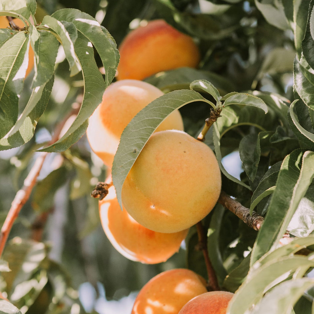 Light orange peaches growing in the sun