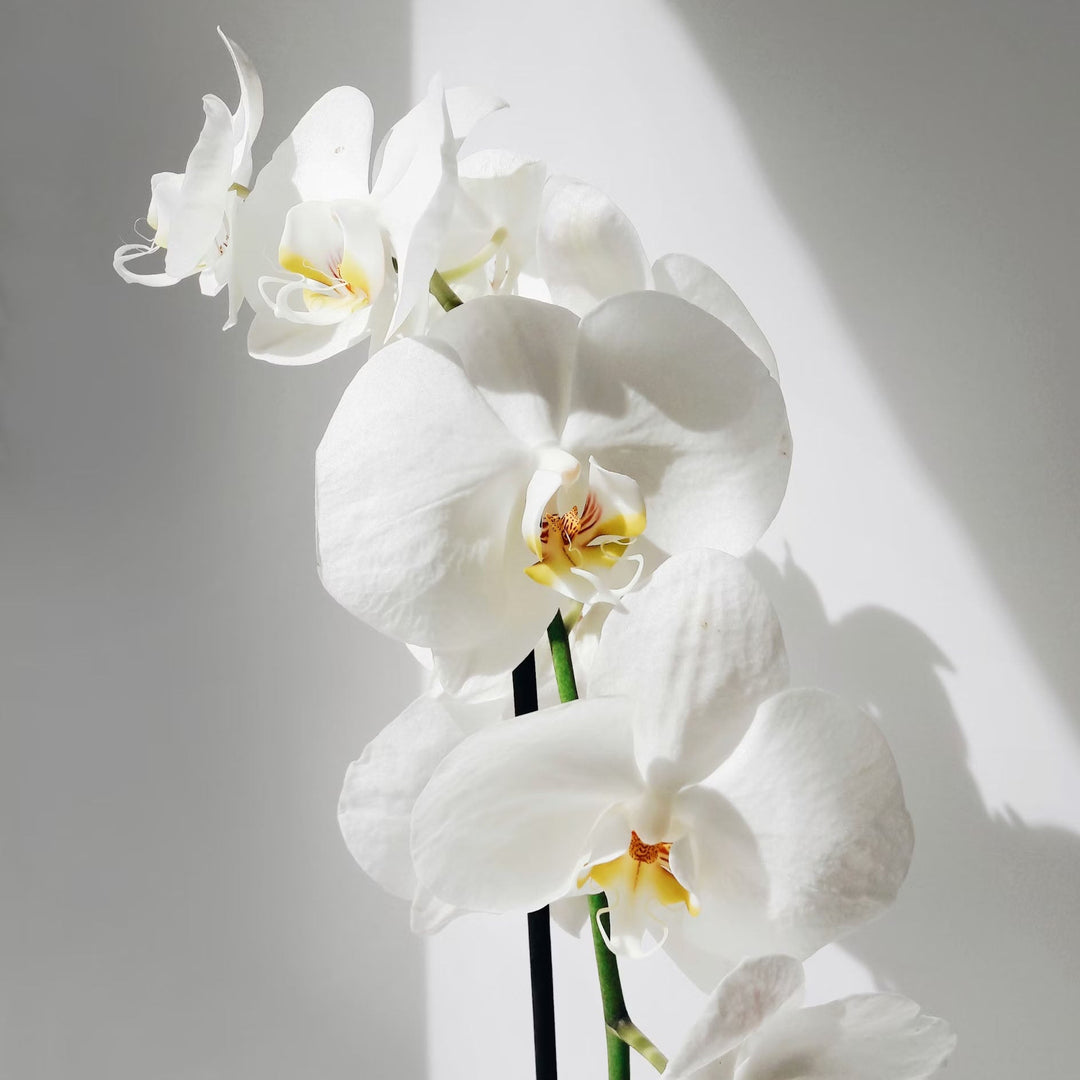 White orchid flowers against a pale background