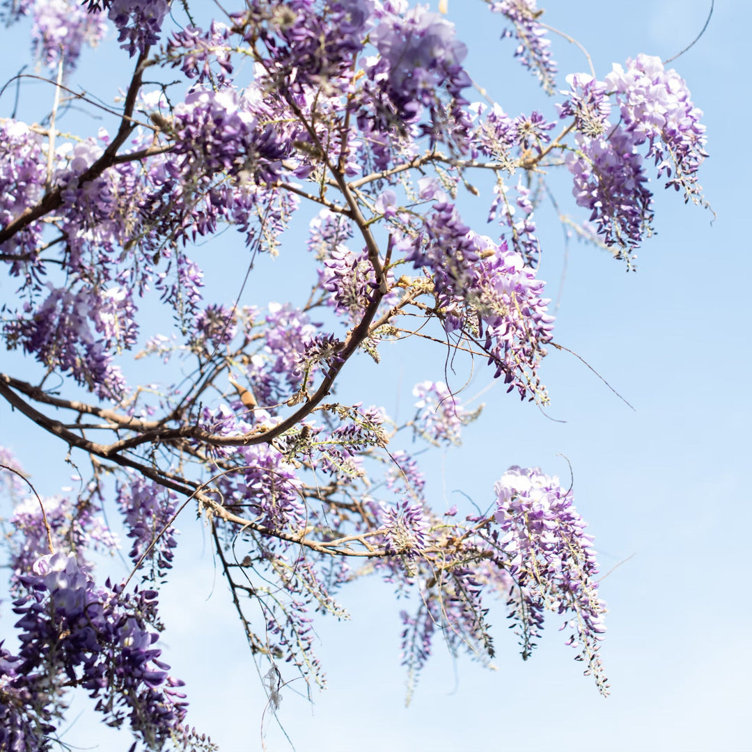 Purple boughs of wisteria flowers against a blue sky