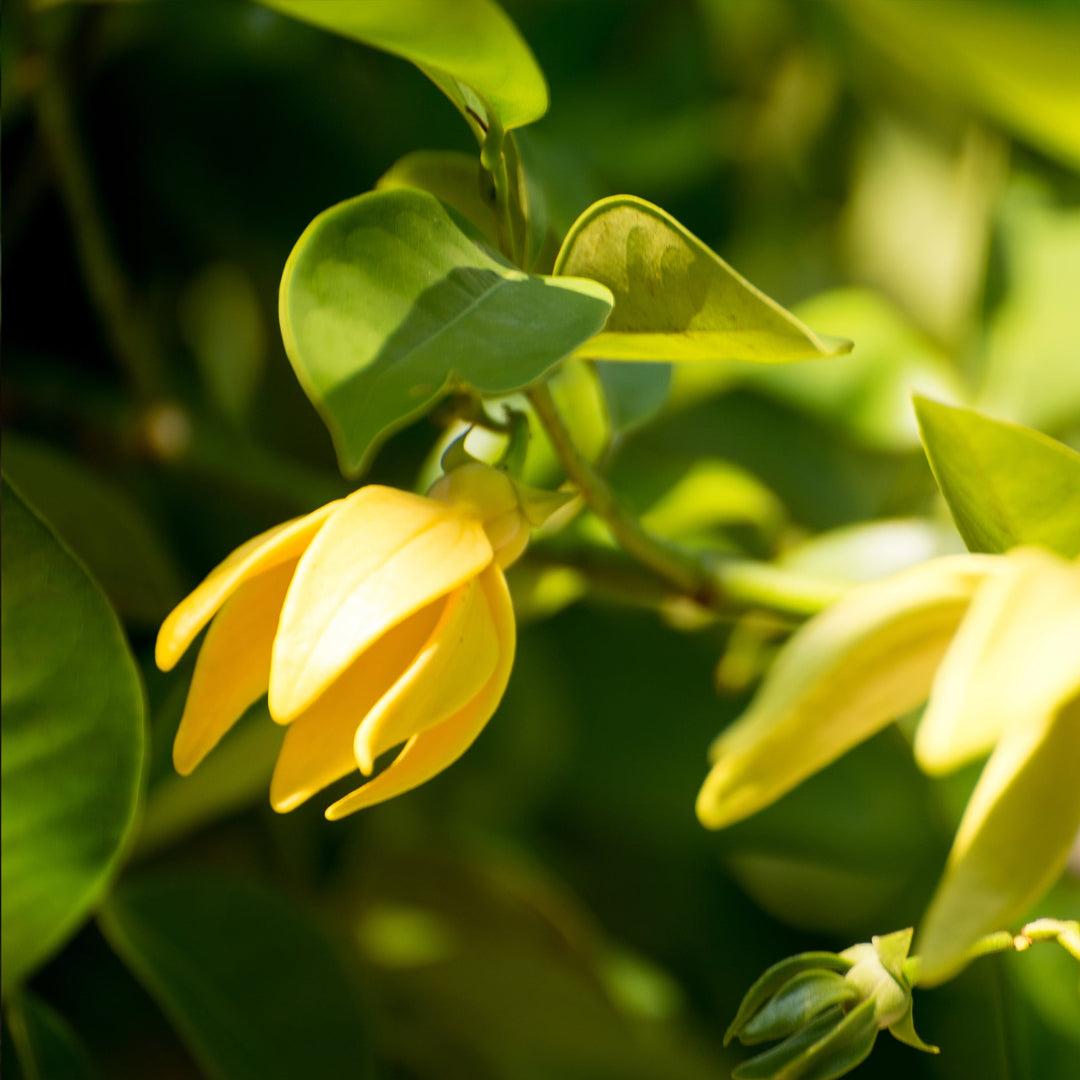 Yellow ylang ylang flower on a tree