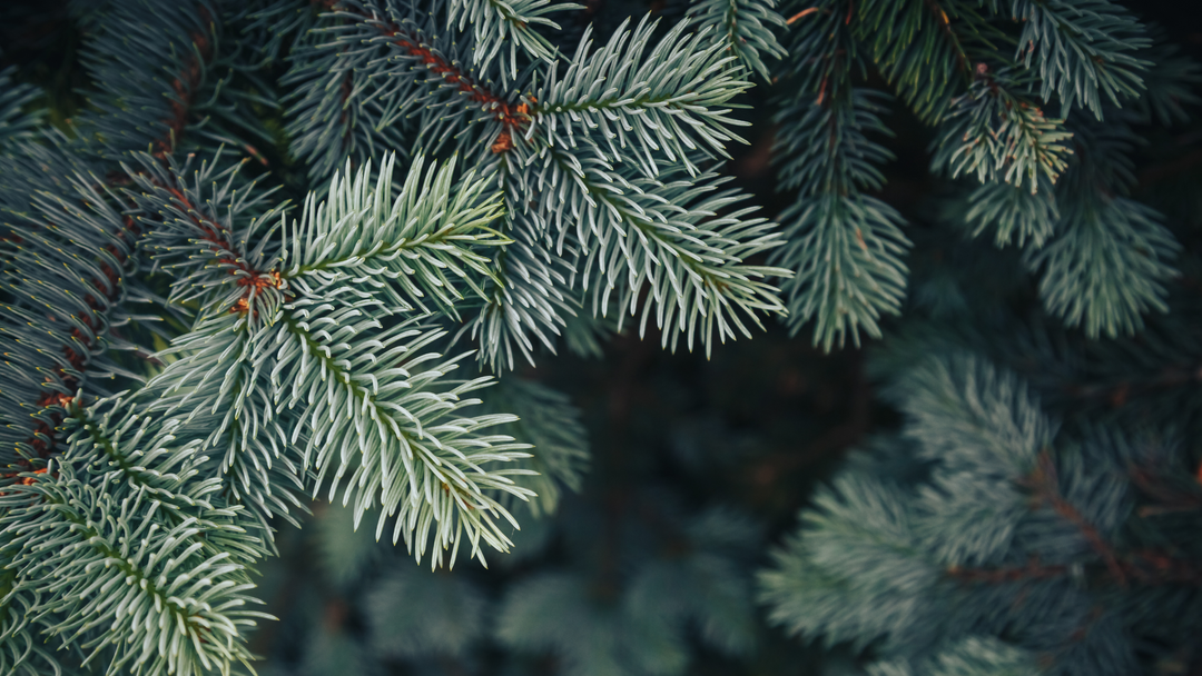 Fir & Cedarwood