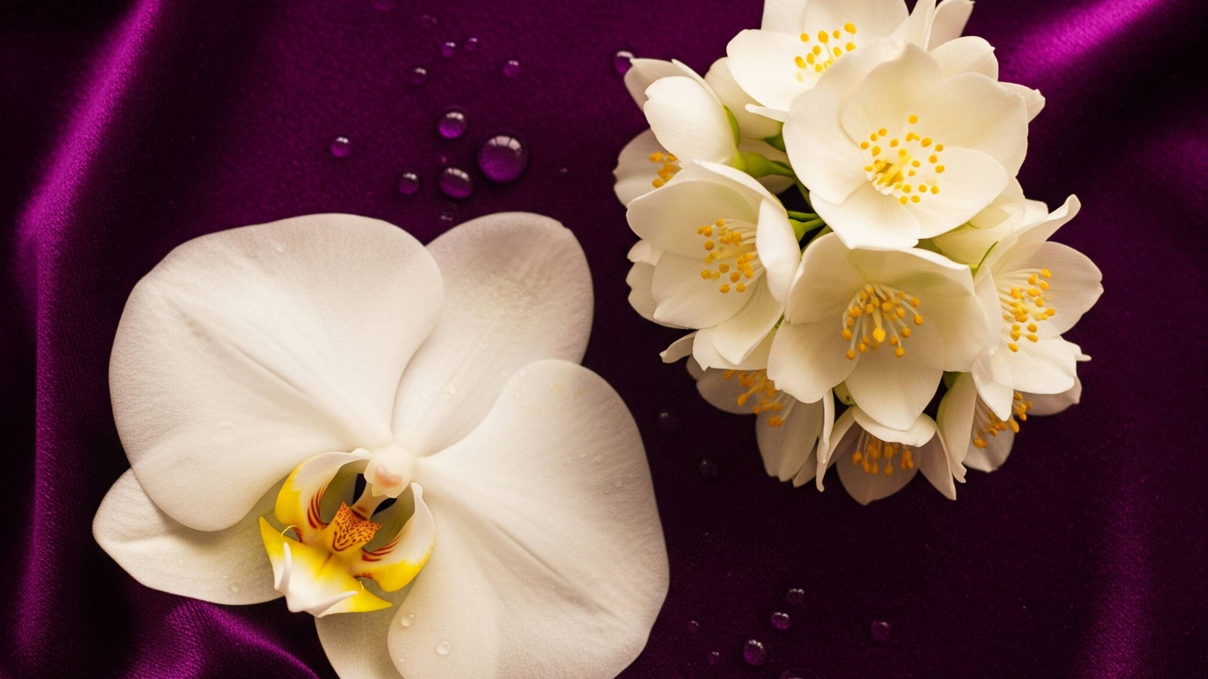 White orchid flowers against a pale background