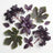Linear Frosted and Elderberry & Purple Basil Fragrance Lamp Gift Set