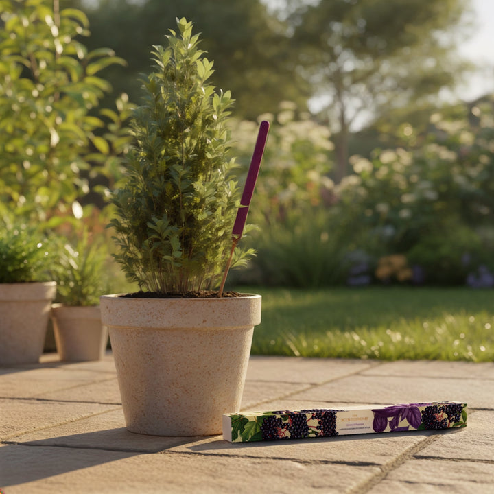 Elderberry &amp; Purple Basil Garden Incense